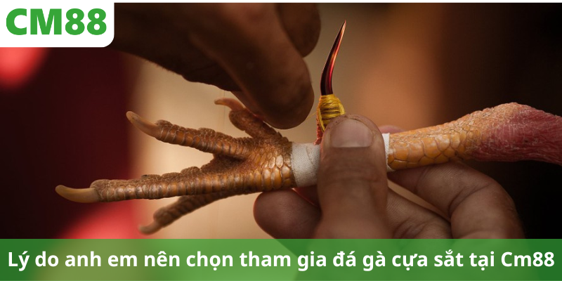 Lý do anh em nên chọn tham gia đá gà cựa sắt tại Cm88